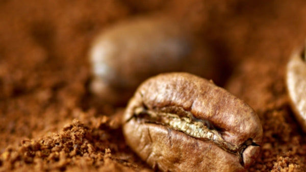 Nouvel arrivage : Café Maragogype du Nicaragua - Laguna Verde